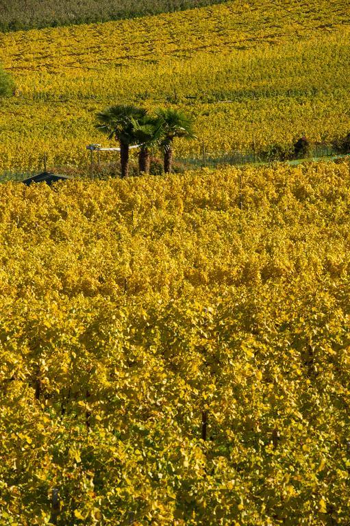 Weingut Wolkanhof Appiano Sulla Strada Del Vino Exteriér fotografie
